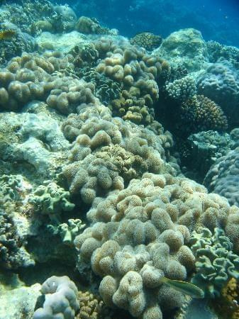 récif coralien #diving #Egipt #egzotyka #fauna #flora #gady #WielkiBłękit #morze #MorzeCzerwone #natura #nurkowanie #PodWodą #płazy #przyroda #rafa #ryba #ryby #snorkling #snurkowanie #ssaki #woda