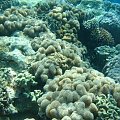 récif coralien #diving #Egipt #egzotyka #fauna #flora #gady #WielkiBłękit #morze #MorzeCzerwone #natura #nurkowanie #PodWodą #płazy #przyroda #rafa #ryba #ryby #snorkling #snurkowanie #ssaki #woda