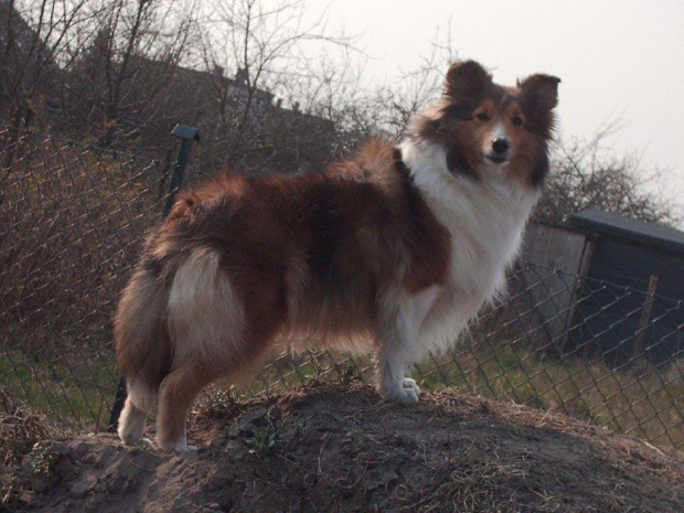 Lassie