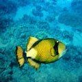 These things are cool, but bite! #diving #Egipt #egzotyka #fauna #flora #gady #WielkiBłękit #morze #MorzeCzerwone #natura #nurkowanie #PodWodą #płazy #przyroda #rafa #ryba #ryby #snorkling #snurkowanie #ssaki #woda