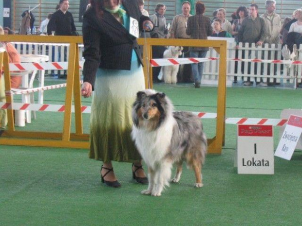 #wystawa #NowyDwórMazowiecki #collie #sheltie