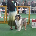 #wystawa #NowyDwórMazowiecki #collie #sheltie