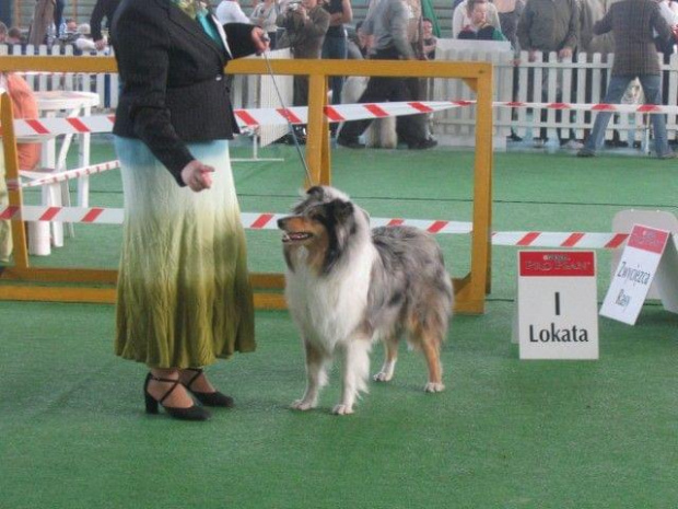 #wystawa #NowyDwórMazowiecki #collie #sheltie