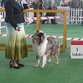 #wystawa #NowyDwórMazowiecki #collie #sheltie