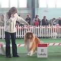 #wystawa #NowyDwórMazowiecki #collie #sheltie