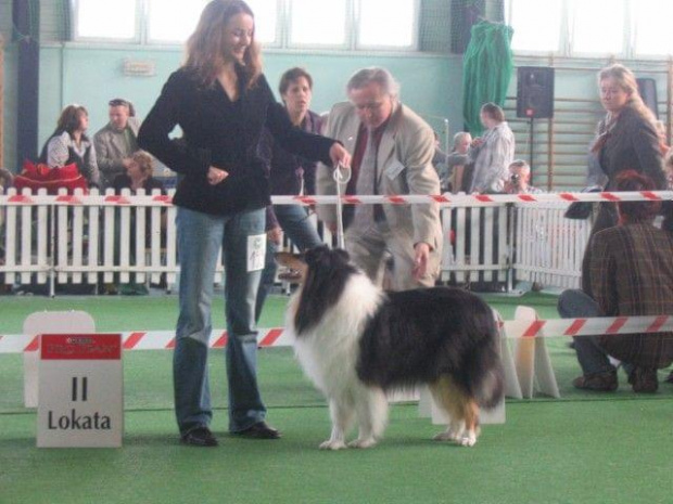 #wystawa #NowyDwórMazowiecki #collie #sheltie