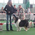 #wystawa #NowyDwórMazowiecki #collie #sheltie