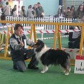 #wystawa #NowyDwórMazowiecki #collie #sheltie