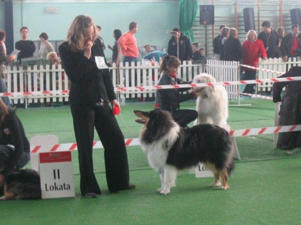 #wystawa #NowyDwórMazowiecki #collie #sheltie