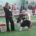 #wystawa #NowyDwórMazowiecki #collie #sheltie