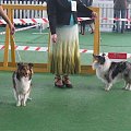 Wystawa w NDM, collie, sheltie #NowyDwórMazowiecki #wystawa #collie #sheltie