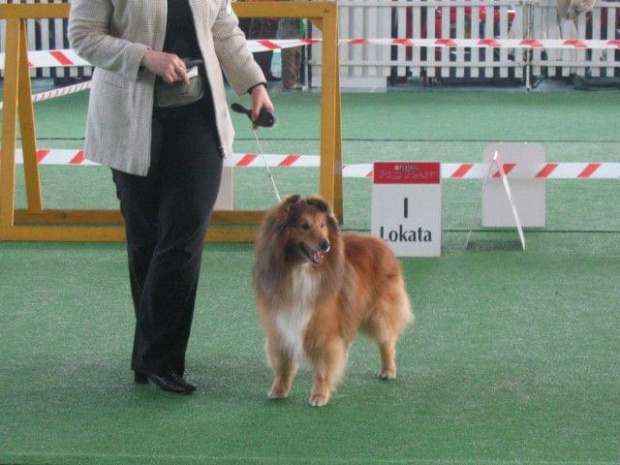 Wystawa w NDM, collie, sheltie #NowyDwórMazowiecki #wystawa #collie #sheltie