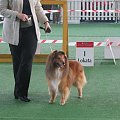 Wystawa w NDM, collie, sheltie #NowyDwórMazowiecki #wystawa #collie #sheltie