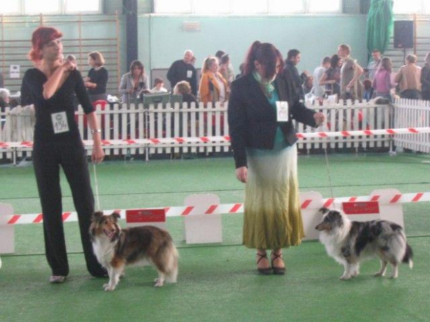 Wystawa w NDM, collie, sheltie #NowyDwórMazowiecki #wystawa #collie #sheltie