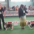 Wystawa w NDM, collie, sheltie #NowyDwórMazowiecki #wystawa #collie #sheltie