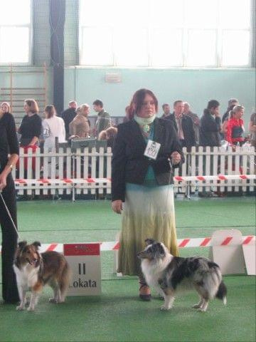 Wystawa w NDM, collie, sheltie #NowyDwórMazowiecki #wystawa #collie #sheltie