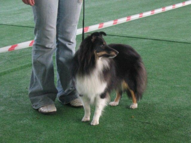 Wystawa w NDM, collie, sheltie #NowyDwórMazowiecki #wystawa #collie #sheltie