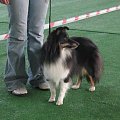 Wystawa w NDM, collie, sheltie #NowyDwórMazowiecki #wystawa #collie #sheltie