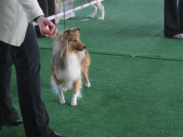 Wystawa w NDM, collie, sheltie #NowyDwórMazowiecki #wystawa #collie #sheltie