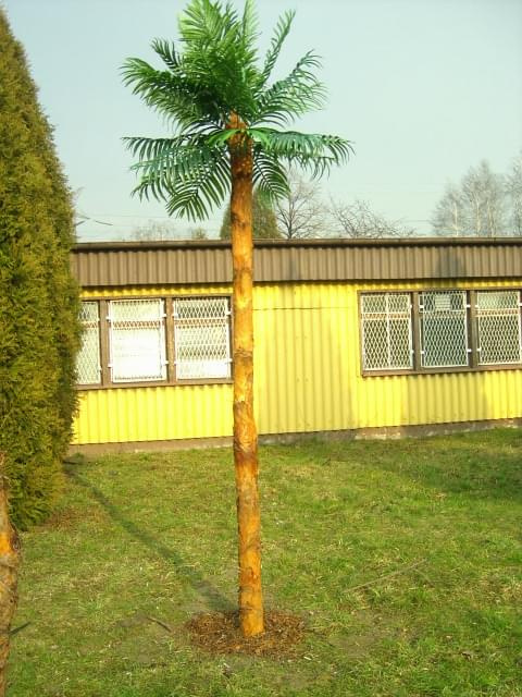 palma 400cm.zewnetrzna ujęcie nr.2
tel.0-888-936-038
www.sztucznedrzewa.pl #SztucznePalmy