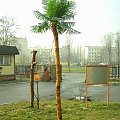 palma zewnetrzna wysokość 400cm.
zamówienia 0-888-936-038 #palmy #SztuczneDrzewa