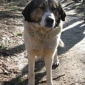 Nero, mój wirtualny pies ze schroniska w Obornikach