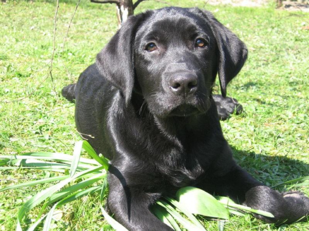 Labrador Marley #LabradorMarley