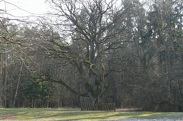 Dąb na Bindudze Młyńskiej #PuszczaPiska #Pisz #Maldanin #Karwik #JezioroSeksty #BindugaMłyńska #Rower #Remes #Mazury