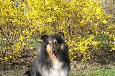 FLUFFY LOVELY ANGEL Hippocampus #Fluffy #collie #wiosna #pies #owczarek #szkocki