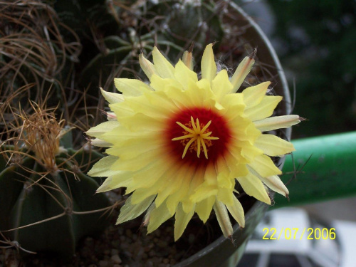 Astrophytum #kaktusy #kwiat #przyroda