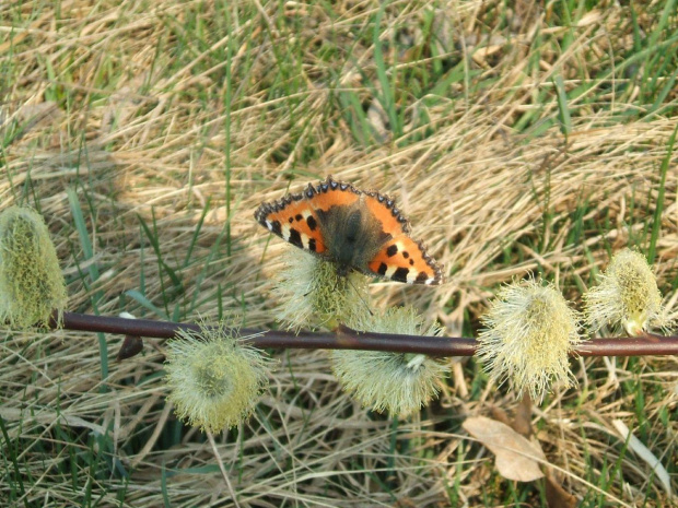 Motyl #motyk