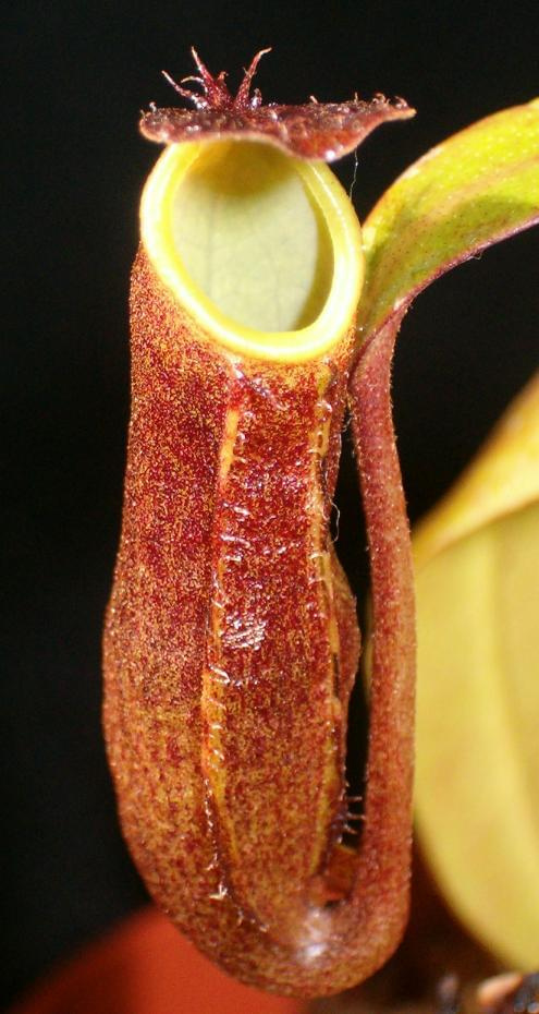 Nepenthes ramispina