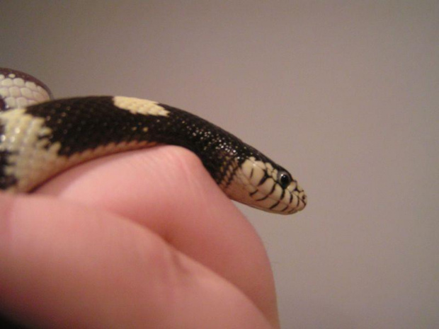 Lampropeltis getula californiae