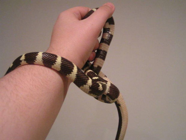 Lampropeltis getula californiae