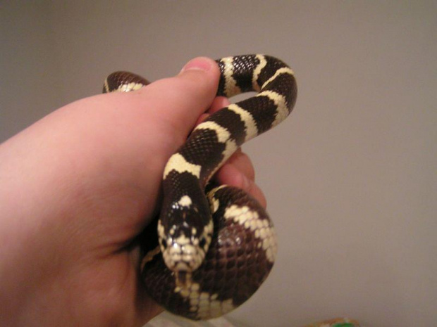 Lampropeltis getula californiae