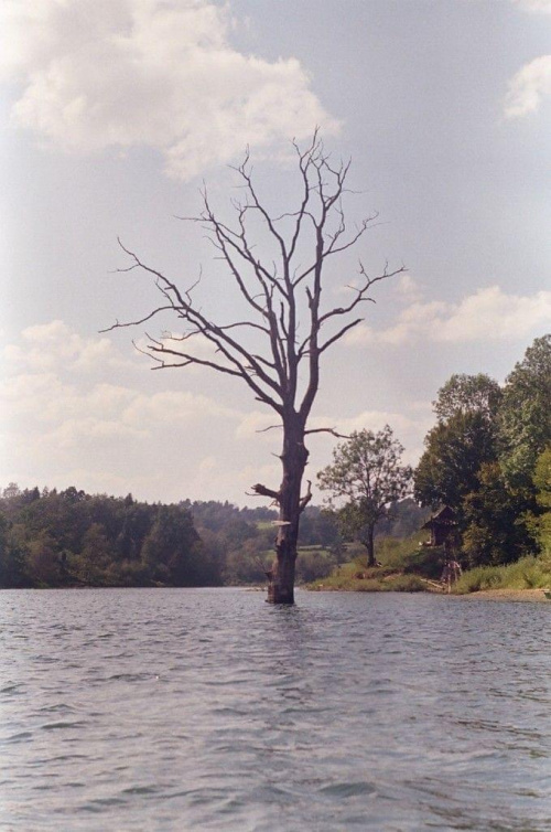 drzewo z tabliczką "koniec świata" koło pustelni julka