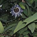 passiflora