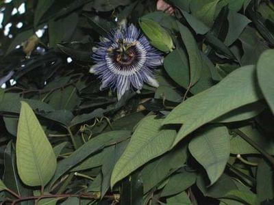 passiflora