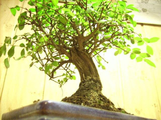 bonsai