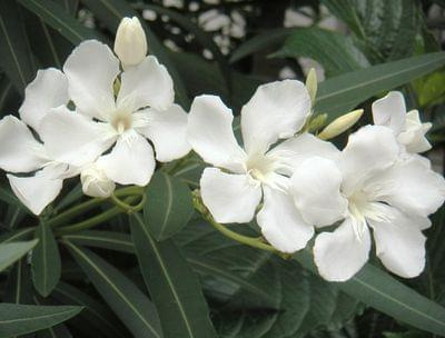 oleander1