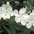 oleander1