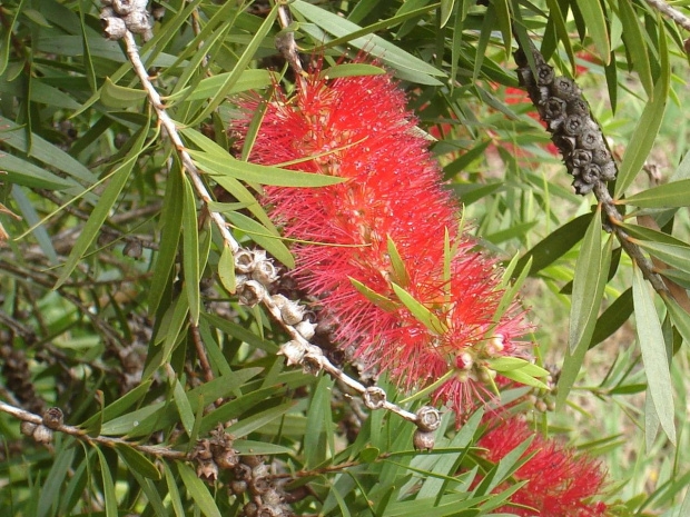 Bottlebrush