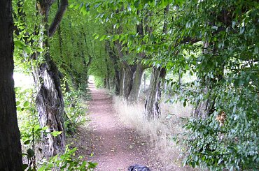 Długomiłowice - Aleja klonów kanadyjskich, znajduje się w długomiłowickim parku. #Długomiłowice #aleja #park #drzewa #natura #KlonyKanadyjskie #StareDrzewa #widok #widokówka #fajne #super #zdjecie
