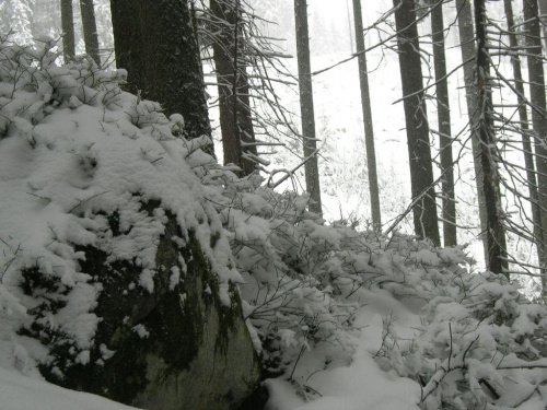 Powrót z Rusinowej Polany