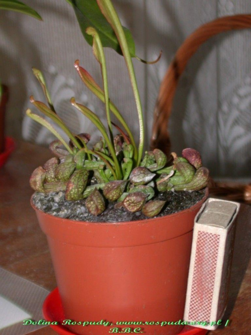 Sarracenia psittacina (s. papuzia), również zakupiona pod koniec stycznia w markecie. Po krótkim zimowaniu wygląda własnie tak :)