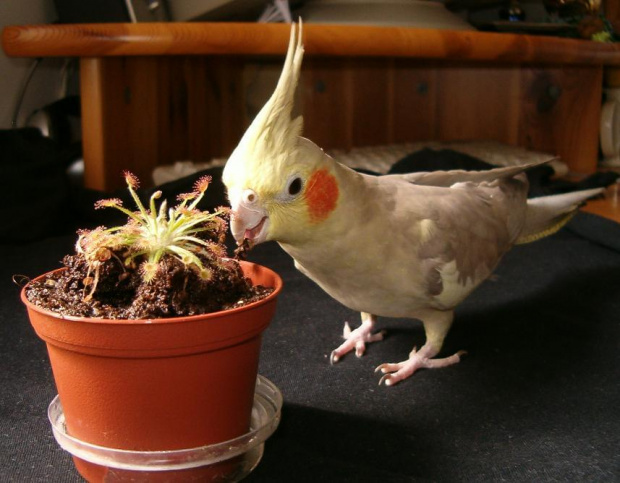 Chciałam zrobić zdjęcie rosiczki z papugą, ale Margolka wyrwała sie spod kontroli :)