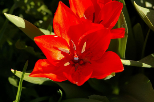 tulipan #Kwiat #Tulipan