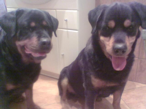 Dora i Ero #zwierzęta #psy