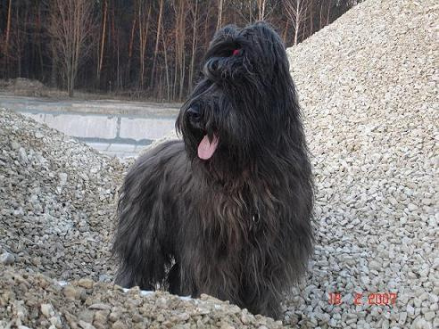 #briard #briardy #pies #psy