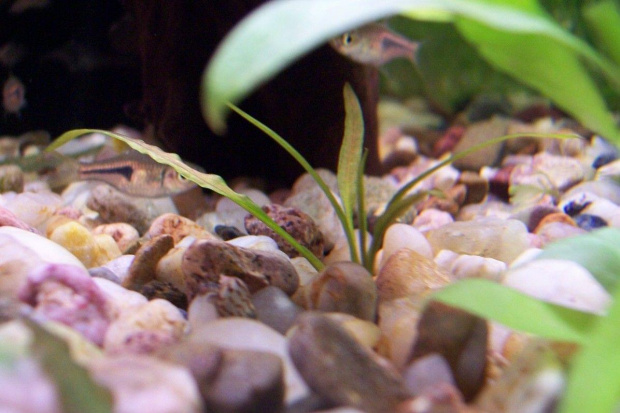 Cryptocoryne costata